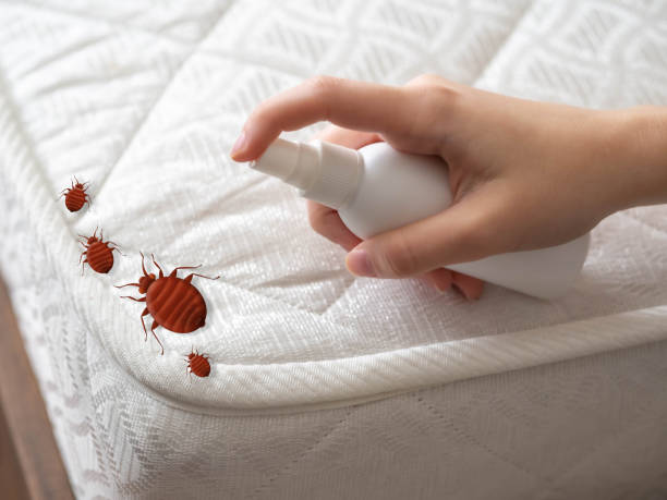 Best Cockroach Control Services  in Summerfield, NC